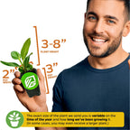A smiling man holds a Wellspring Gardens Audrey Fig (Banyan Tree) Ornamental Fig—Ficus benghalensis. The plant is 3–8 inches tall in a 2-inch pot; note: size may vary by season and grow time.