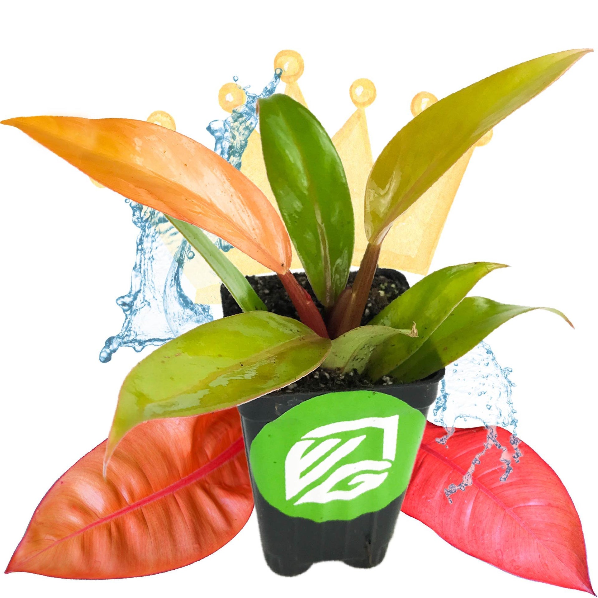 how big does a philodendron prince of orange get Philodendron Prince of Orange