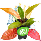 A Wellspring Gardens Philodendron Prince of Orange with green and reddish-orange leaves is shown potted, adorned with a crown, water splashes, and a green leaf logo. Two large red leaves are behind the pot on a white background.