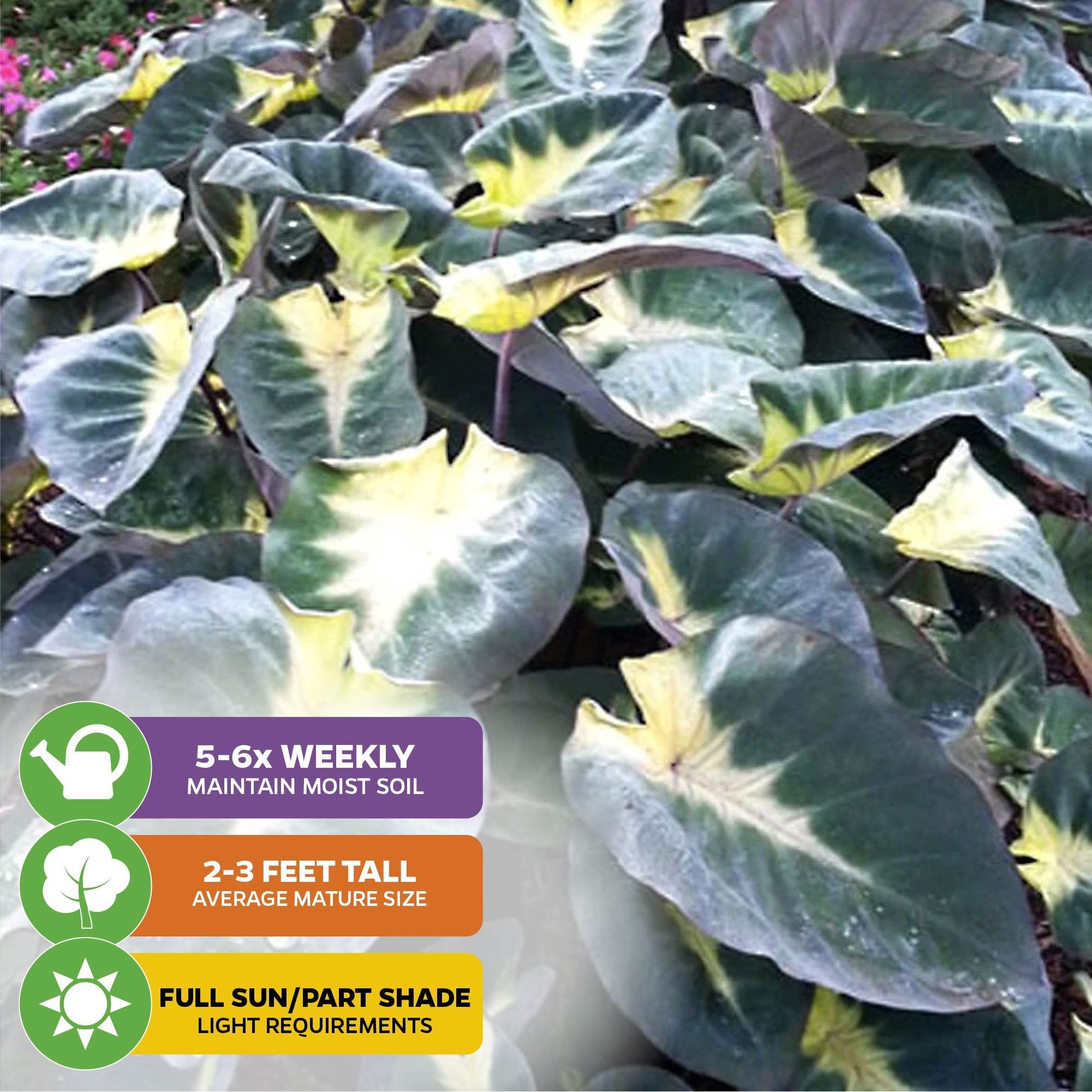 Tropical Storm Elephant Ear (Colocasia esculenta) from Wellspring Gardens features large, dark green leaves with light green and white variegation, creating a striking addition to any garden.