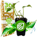 Variegated Albo Pothos Epipremnum - Epipremnum pinnatum albo-variegata