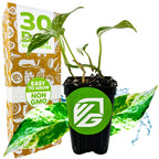 Variegated Albo Pothos Epipremnum - Epipremnum pinnatum albo-variegata