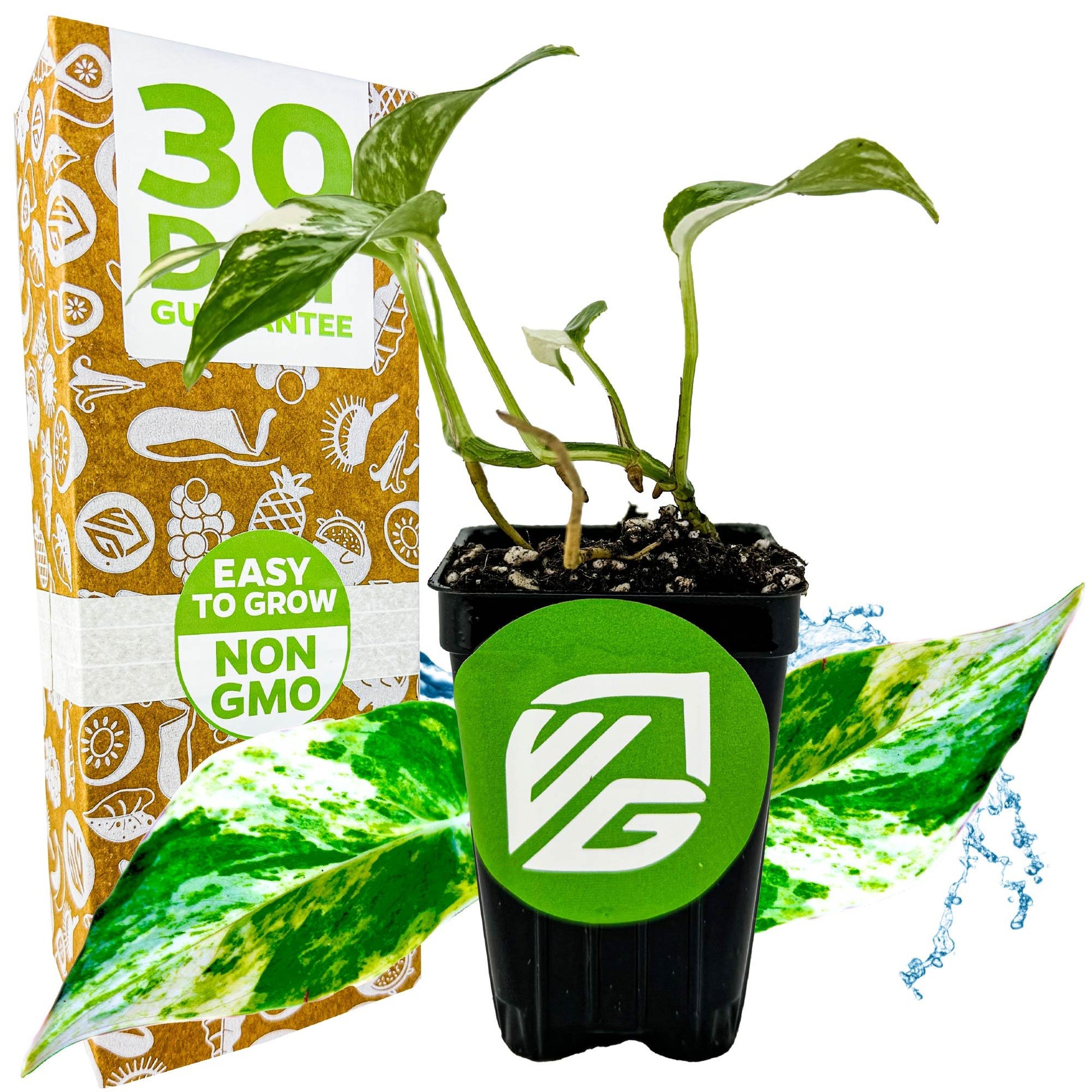 Variegated Albo Pothos Epipremnum - Epipremnum pinnatum albo-variegata