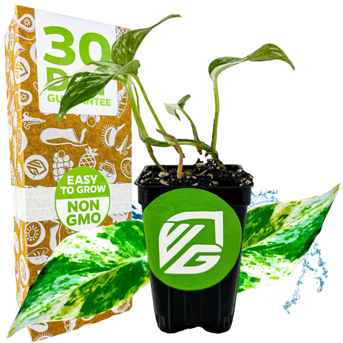 Variegated Albo Pothos Epipremnum