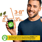 A smiling man holds a Wellspring Gardens Black Ripple Elephant Ear (Puckered Up) - Colocasia with dark purple leaves. Plant: 3–8" high; pot: 3" tall, 2" wide. Plant size may vary by season and growth time.