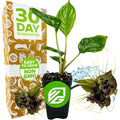 A Wellspring Gardens Black Bat Flower Plant (Tacca chantrieri), labeled non-GMO and easy to grow, sits before packaging with a 30-day guarantee, featuring two deep purple flowers and a splash of water as decoration.