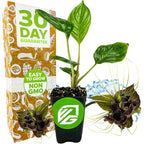 A Wellspring Gardens Black Bat Flower Plant (Tacca chantrieri), labeled non-GMO and easy to grow, sits before packaging with a 30-day guarantee, featuring two deep purple flowers and a splash of water as decoration.