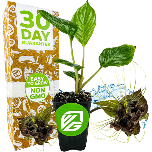 A Wellspring Gardens Black Bat Flower Plant (Tacca chantrieri), labeled non-GMO and easy to grow, sits before packaging with a 30-day guarantee, featuring two deep purple flowers and a splash of water as decoration.