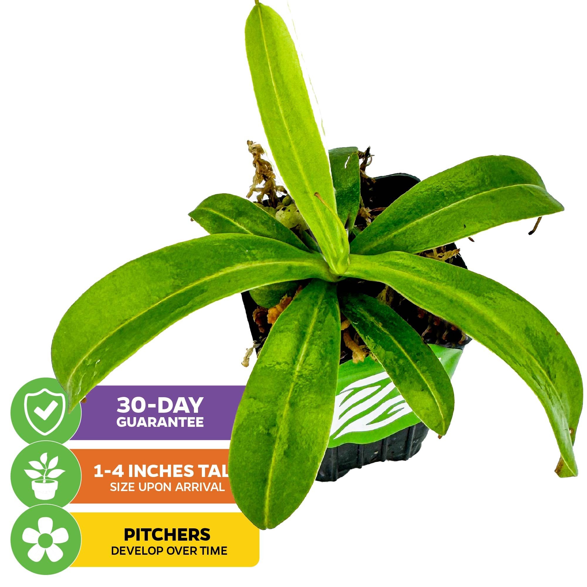 The Wellspring Gardens Ventricosa Carnivorous Pitcher Plant (Nepenthes ventricosa) is shown in a small black pot from above. Colorful labels state: 30-day guarantee, arrives 1-4" tall, and pitchers develop over time. A classic highland plant.