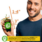 A smiling man holds a Cape Sundew Carnivorous Plant (Drosera capensis) from Wellspring Gardens in a 2"W x 3"H black pot. The plant stands 1–4" tall; note that its size varies with the season and growing period.
