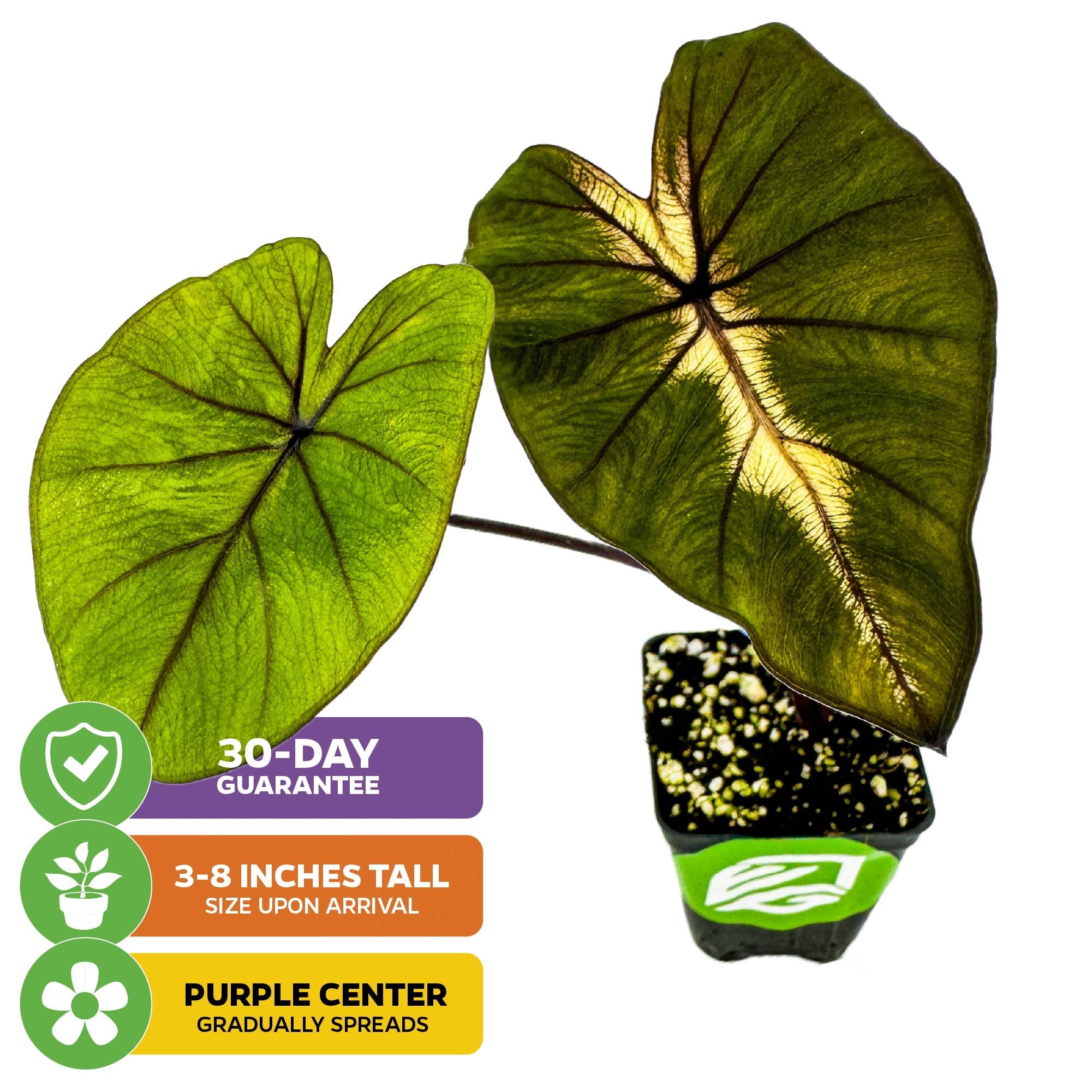 The Wellspring Gardens Waikiki Elephant Ear (Colocasia esculenta) arrives 3-8 inches tall with two large green leaves, multicolored veins, and purple centers that spread. Includes 30-day guarantee.