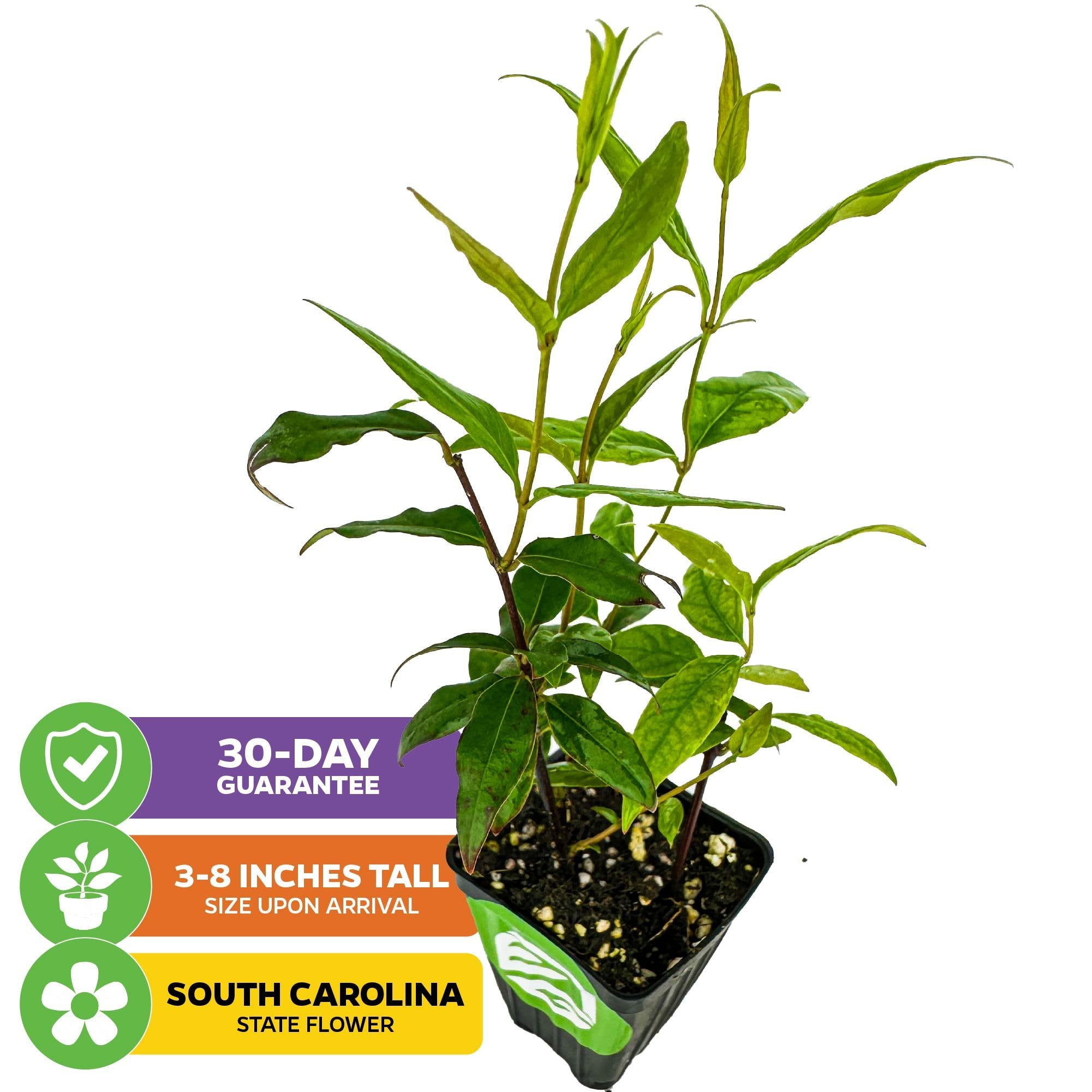 A potted Carolina Jasmine (Yellow Jessamine) - Gelsemium sempervirens by Wellspring Gardens, featuring long, narrow leaves. Icons highlight yellow blooms, climbing vine habit, 30-day guarantee, and 3–8 inch plant size on arrival.