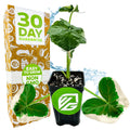 A Wellspring Gardens Alocasia Mickey Mouse Elephant Ear (Alocasia xanthosoma Variegata) houseplant in a pot labeled “Easy to Grow, Non-GMO,” with a “30 Day Guarantee” box, plus decorative leaves and water splashes.