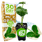 A Wellspring Gardens Alocasia Mickey Mouse Elephant Ear (Alocasia xanthosoma Variegata) houseplant in a pot labeled “Easy to Grow, Non-GMO,” with a “30 Day Guarantee” box, plus decorative leaves and water splashes.