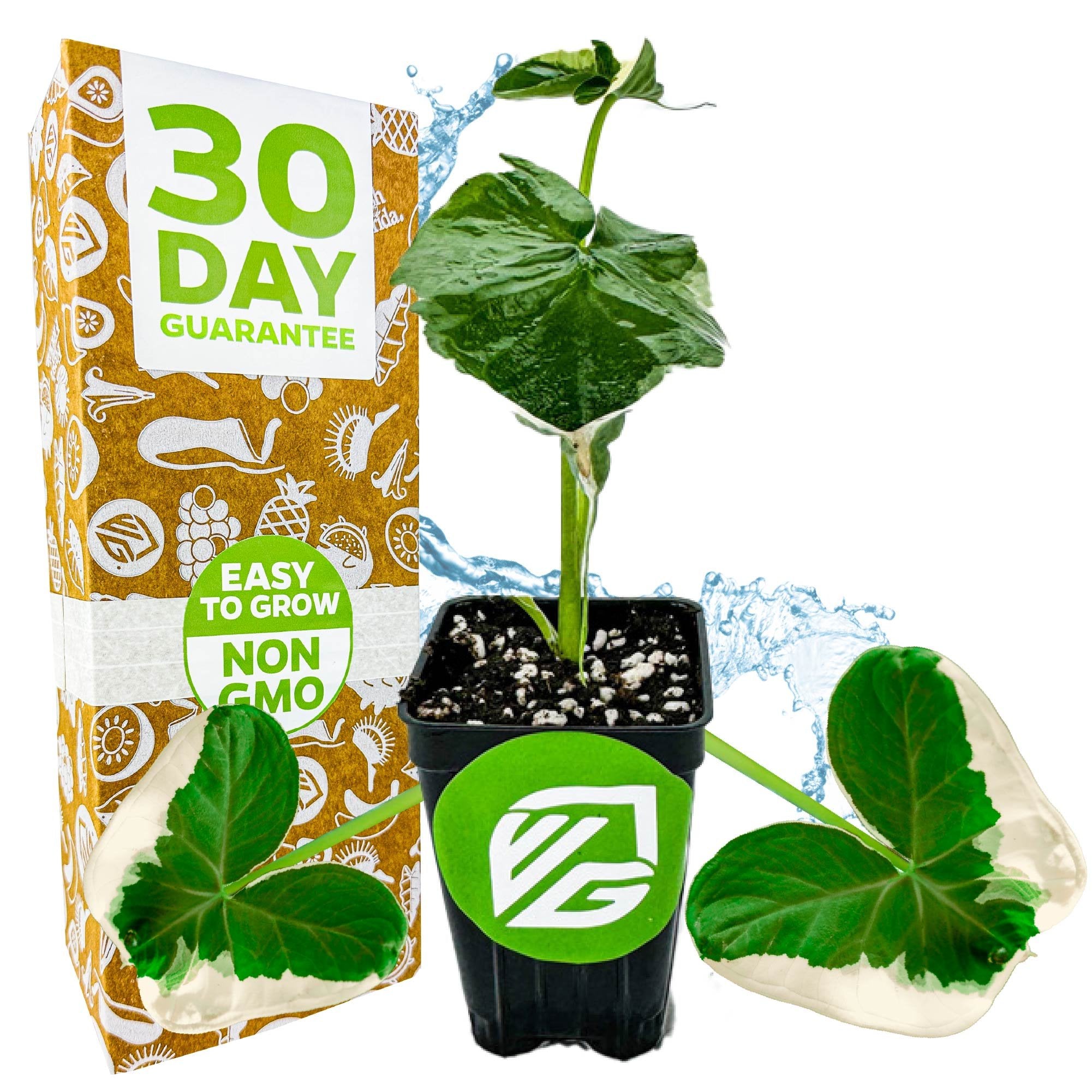 A Wellspring Gardens Alocasia Mickey Mouse Elephant Ear (Alocasia xanthosoma Variegata) houseplant in a pot labeled “Easy to Grow, Non-GMO,” with a “30 Day Guarantee” box, plus decorative leaves and water splashes.