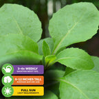Close-up of Wellspring Gardens’ Longevity Spinach (Gynura procumbens): ideal for salad gardens or as a spinach substitute. Icons show: water 3–4x weekly, grows 6–12" tall, needs full sun. Healthy leaves are shown against a blurred background.