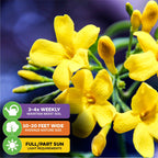 Close-up of Carolina Jasmine (Yellow Jessamine) - Gelsemium sempervirens by Wellspring Gardens, a climbing vine with yellow blooms and green stems. Icons show care: water 3-4x weekly, grows 10-20 ft wide, needs full/partial sun.