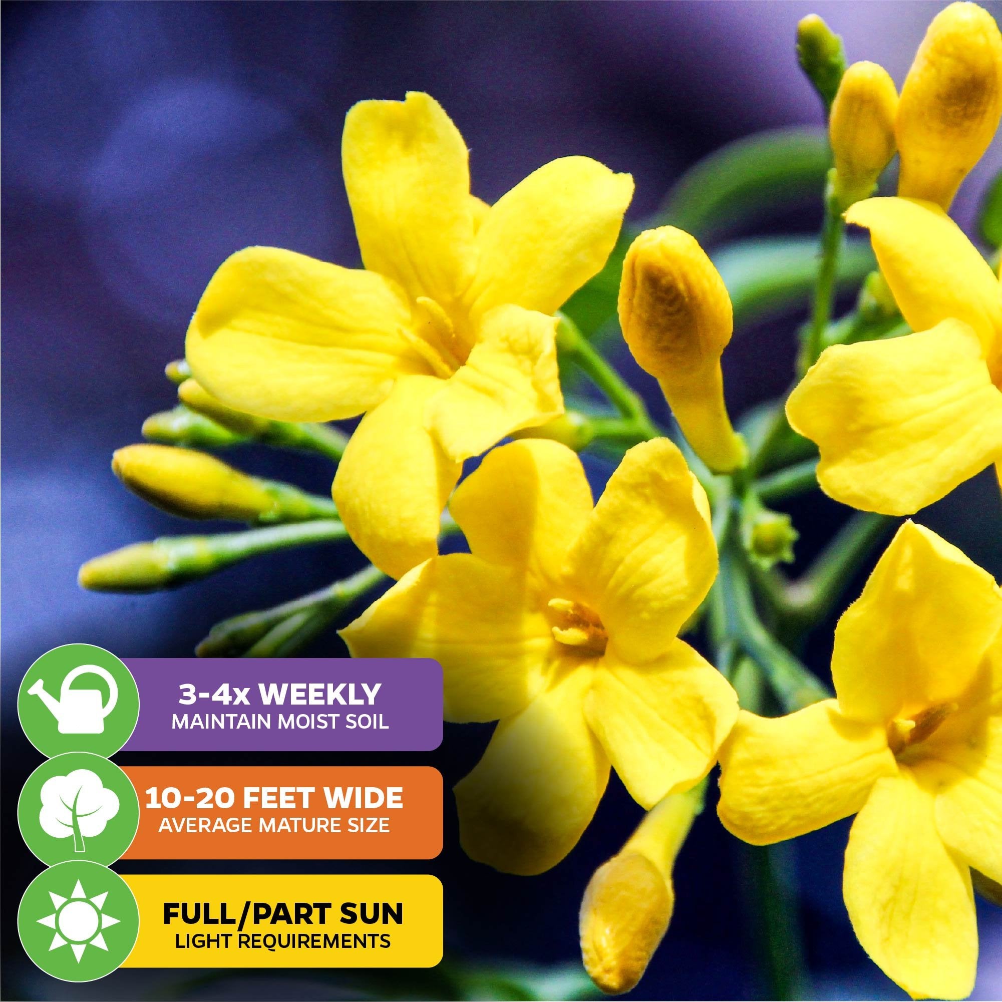 Close-up of Carolina Jasmine (Yellow Jessamine) - Gelsemium sempervirens by Wellspring Gardens, a climbing vine with yellow blooms and green stems. Icons show care: water 3-4x weekly, grows 10-20 ft wide, needs full/partial sun.