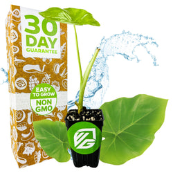 A Thailand Giant Elephant Ear (Colocasia gigantea) plant from Wellspring Gardens is pictured with large leaves in front of a box labeled "30 Day Guarantee" and "Easy to Grow, Non-GMO," surrounded by water splashes and leaves.