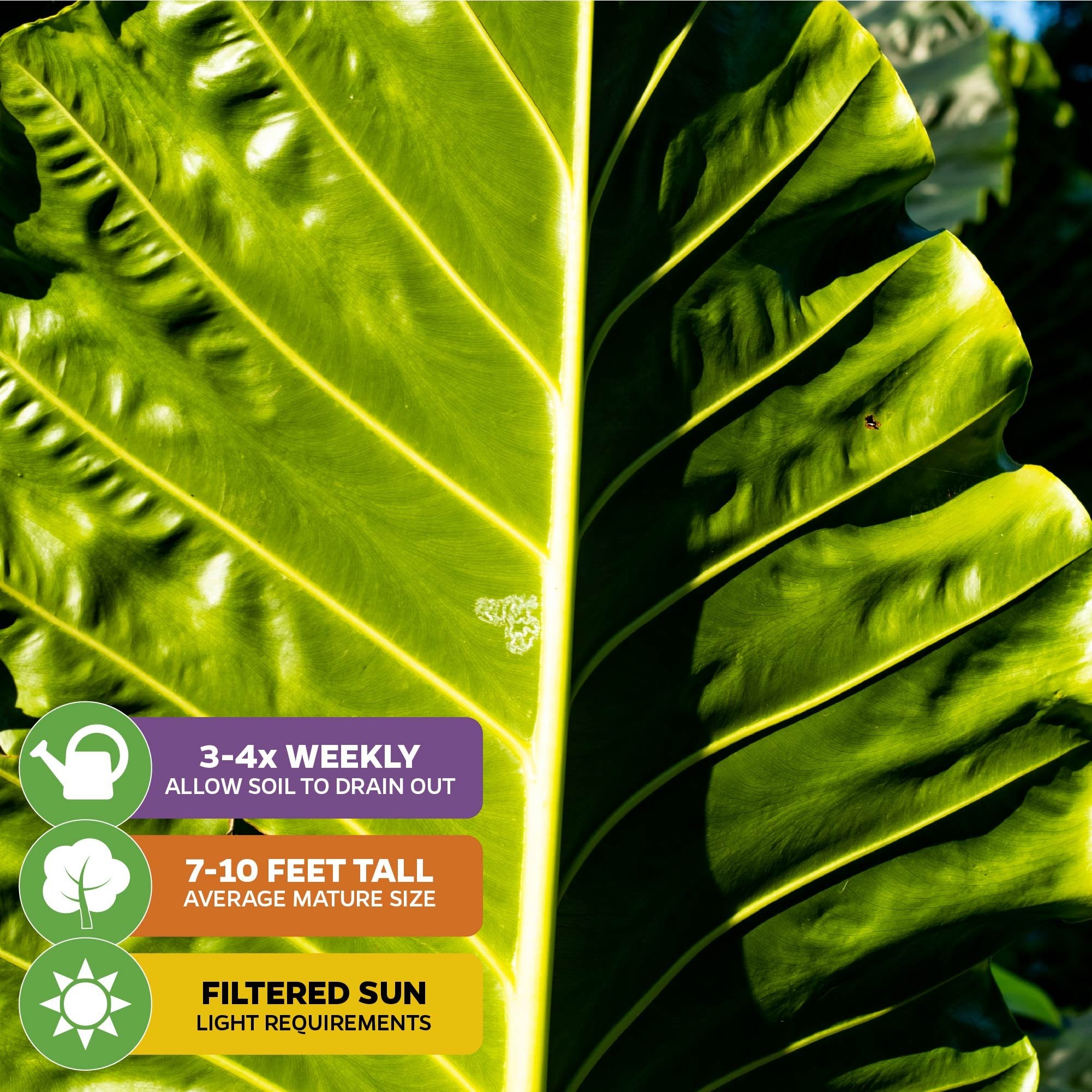 borneo giant alocasia macrorrhiza tropical elephant ear plant bulbs Borneo Giant Elephant Ear