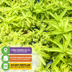 Close-up of Butterwort - Pinguicula primuliflora by Wellspring Gardens, a vibrant green carnivorous plant. USDA zones 10-11. Growth pauses for winter dormancy; do not fertilize, but you can feed it bugs.