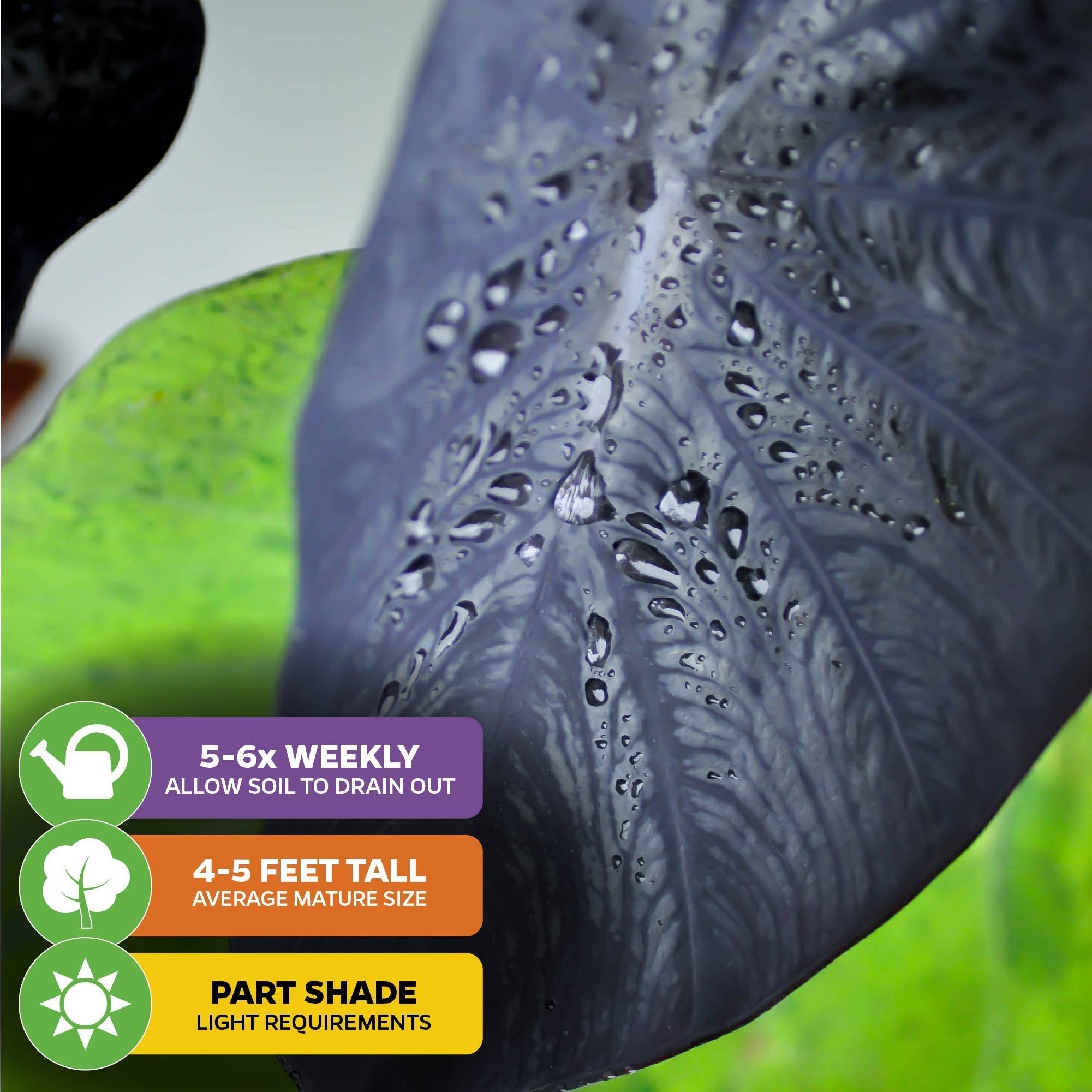 Close-up of a glossy dark leaf from Wellspring Gardens' Black Coral Elephant Ear PPAF (Colocasia esculenta), water-dappled, with icons showing: water 5-6x weekly, height 4-5 ft., and part shade light requirements.