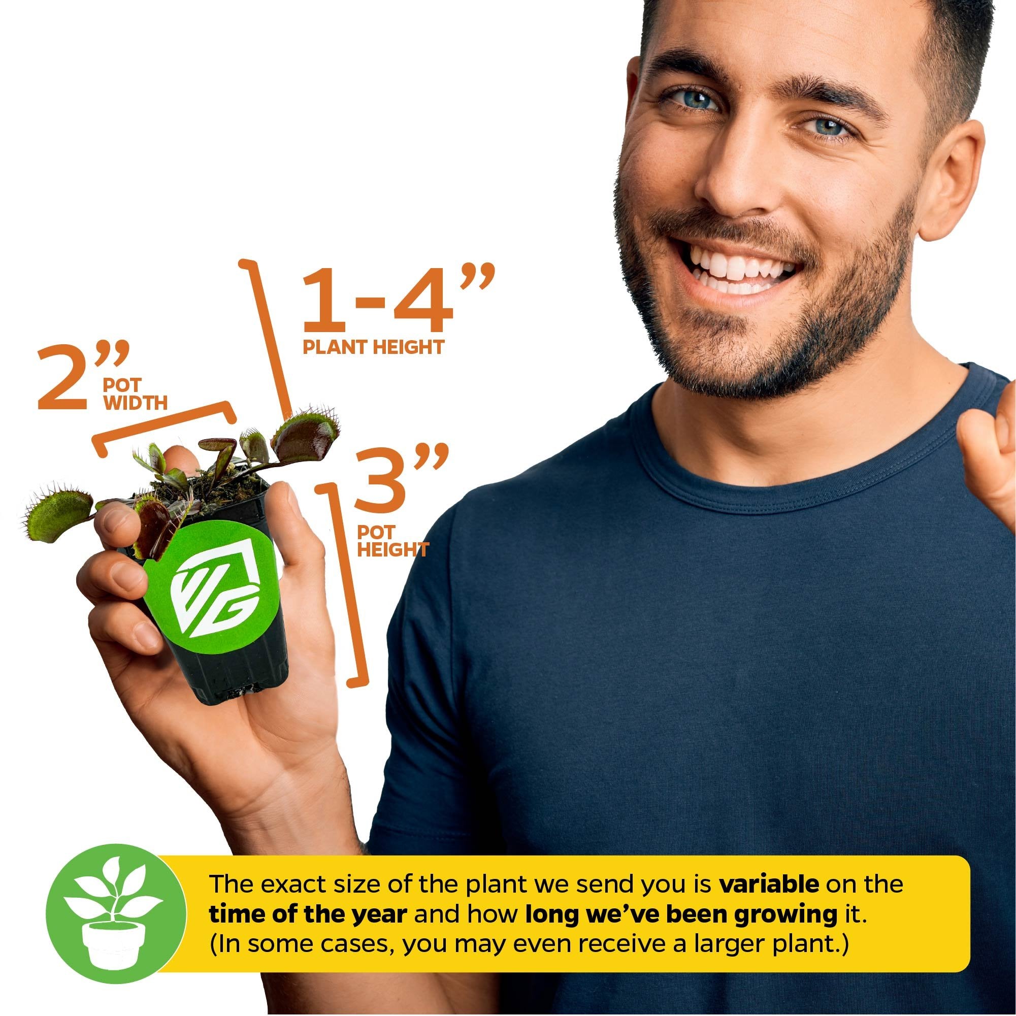 Akai Ryu Venus Fly Trap (Red Dragon) Carnivorous - Dionaea