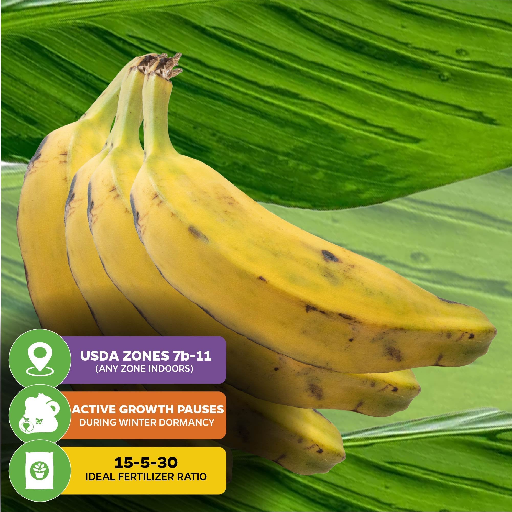 A Dwarf Orinoco Banana - Musa from Wellspring Gardens is pictured with a leafy background. Info boxes show USDA zones 7b-11, hardy with winter dormancy, needs 15-5-30 fertilizer—ideal for container growing.