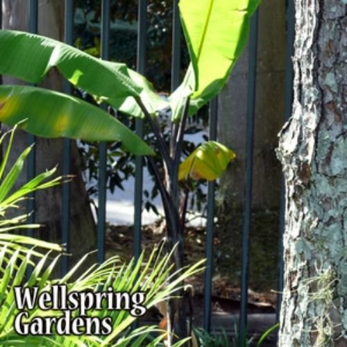 A young Thai Black Banana (Musa) from Wellspring Gardens, featuring bright green leaves and a striking black pseudostem, grows beside a tree trunk and a black metal fence. "Wellspring Gardens" appears at the bottom left corner.
