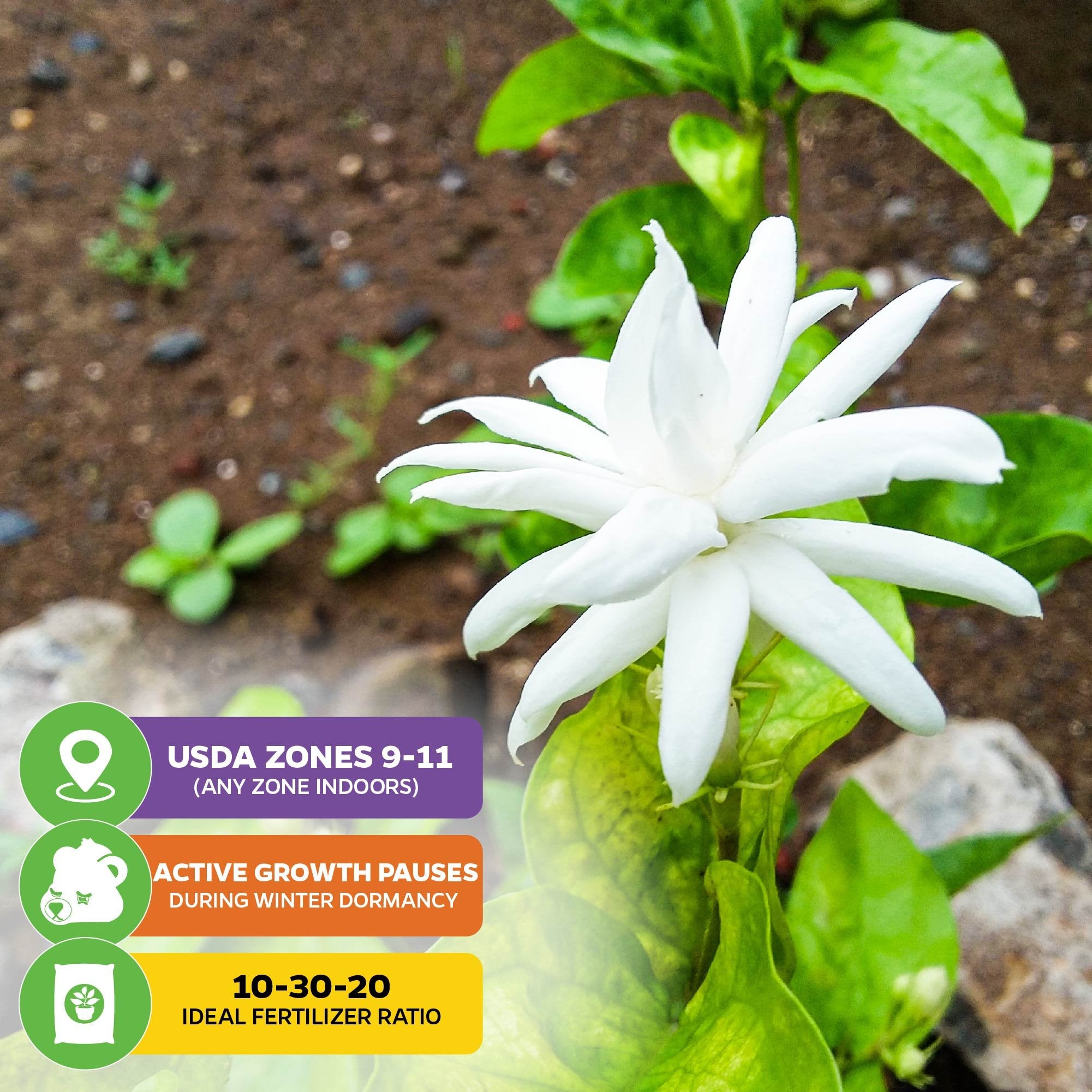 A close-up of Wellspring Gardens’ Belle of India Jasmine (Jasminum sambac 'Belle of India') with green leaves. Icons highlight: USDA zones 9-11, fragrant blooms that pause in winter, and a 10-30-20 fertilizer ratio—ideal for patios.