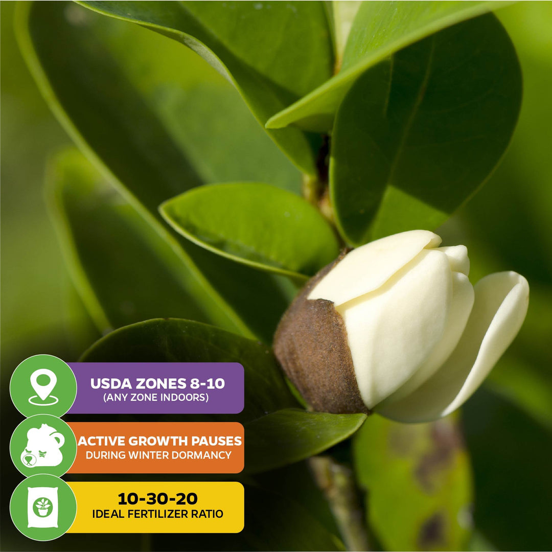 Banana Shrub - Magnolia figo