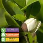 A close-up of a Banana Shrub (Magnolia figo) bud from Wellspring Gardens on a lush green shrub, with graphics showing USDA zones 8–10, winter dormancy growth pause, and an ideal fertilizer ratio of 10-30-20.