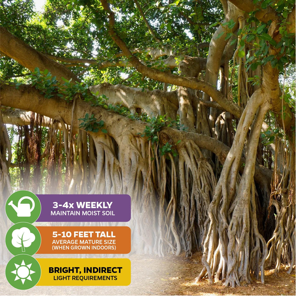 Audrey Fig (Banyan Tree) Ornamental Fig - Ficus benghalensis