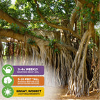 The Audrey Fig (Banyan Tree) by Wellspring Gardens is a striking indoor ornamental Ficus benghalensis with dense foliage. Care: water 3-4x/week, grows 5-10 ft indoors, and thrives in bright, indirect light.