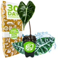 A small potted Dragon's Tooth Elephant Ear (Alocasia longiloba) from Wellspring Gardens sits before a “30 Day Guarantee” box, with “Easy to Grow” and “Non GMO” labels among blue water splashes and decorative leaves.