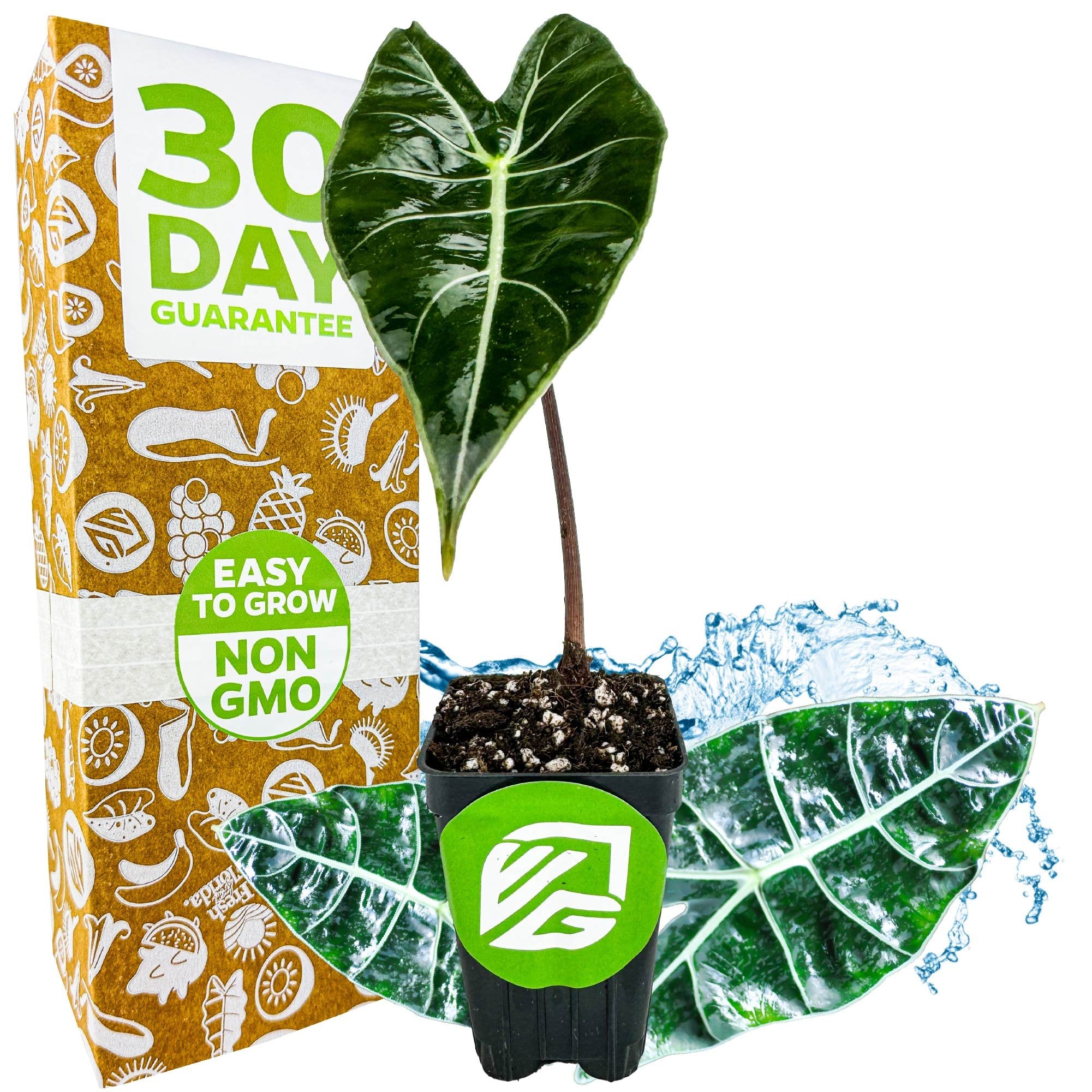 A small potted Dragon's Tooth Elephant Ear (Alocasia longiloba) from Wellspring Gardens sits before a “30 Day Guarantee” box, with “Easy to Grow” and “Non GMO” labels among blue water splashes and decorative leaves.