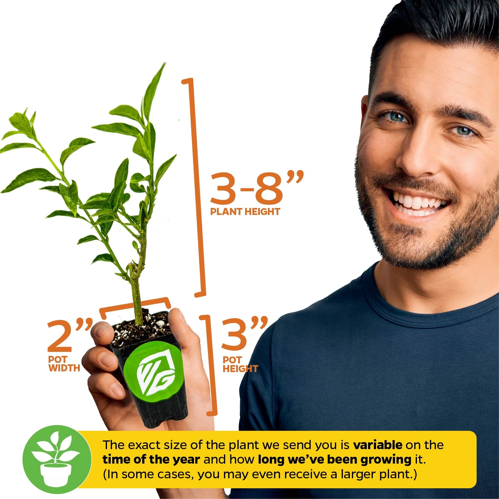 Jasmines – Wellspring Gardens