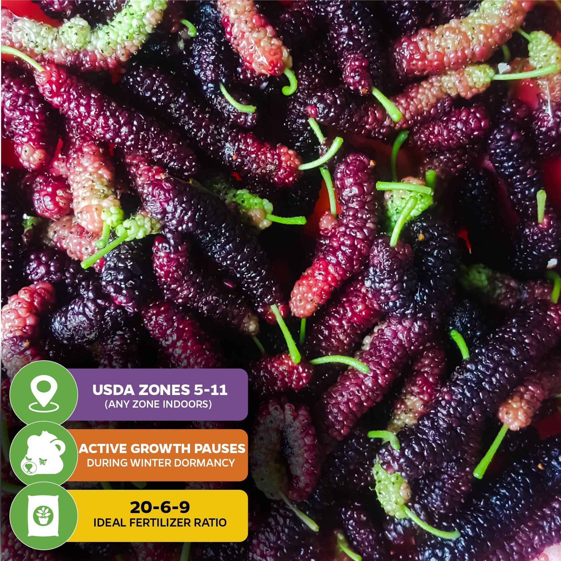 Pakistan Mulberry (Long Mulberry) Tree - Morus nigra