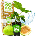 The Wellspring Gardens Lattarula Honey Fig (Italian Honey) – Ficus carica plant, features lush green leaves in front of fig fruits and slices, with a 30 Day Guarantee box labeled Easy to Grow, Non GMO, and self-pollinating, plus a water splash backdrop.