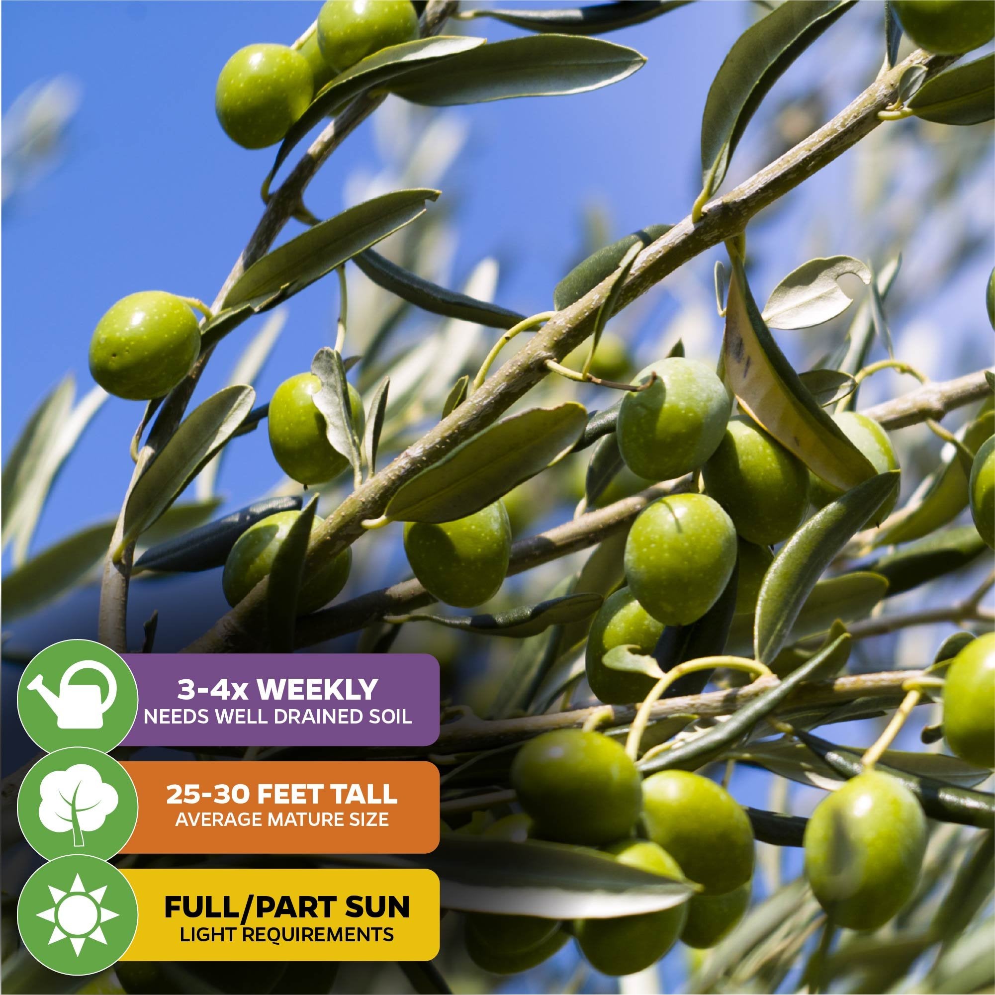 Coratina Olive Tree - Olea europaea – Wellspring Gardens