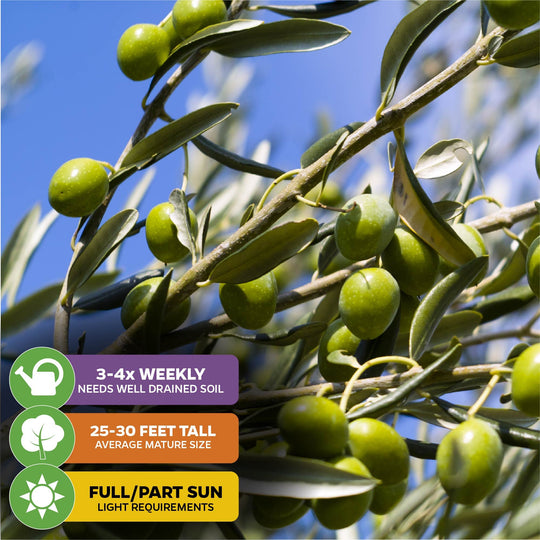 Coratina Olive Tree - Olea europaea