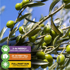 Wellspring Gardens’ Coratina Olive Tree (Olea europaea) features green olives on elegant branches. Icons show care: water 3-4 times weekly, reaches 25-30 feet, thrives in full or partial sun.