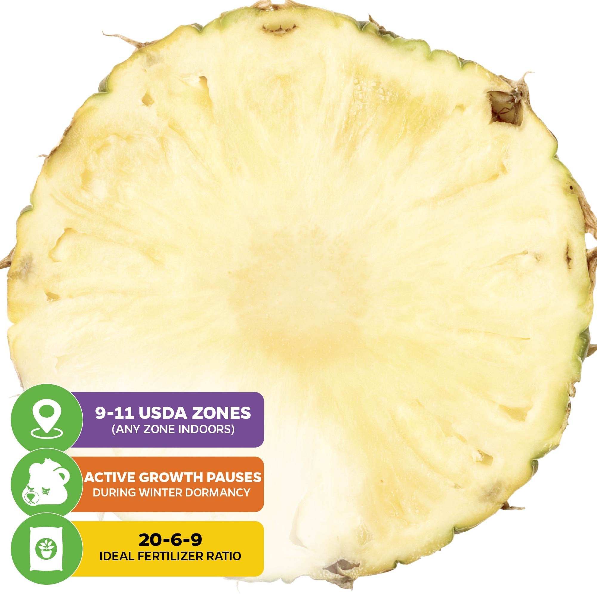 White Jade Pineapple - Ananas comosus – Wellspring Gardens