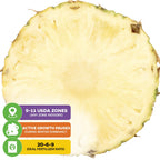 A close-up cross-section of White Jade Pineapple (Ananas comosus) by Wellspring Gardens with three info boxes: 9-11 USDA Zones, growth pauses in winter dormancy, and ideal fertilizer ratio of 20-6-9.