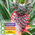 A close-up of a ripening Florida Special Pineapple - Ananas comosus by Wellspring Gardens, with text: USDA Zones 9-11 (indoors in any zone), winter dormancy slows growth, ideal fertilizer 20-6-9. Great pineapple for Florida gardens.