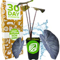 A potted Black Coral Elephant Ear PPAF (Colocasia esculenta) by Wellspring Gardens, with glossy dark leaves, is displayed before packaging labeled "30 Day Guarantee," "Easy to Grow," and "Non GMO," with a water splash in the background.