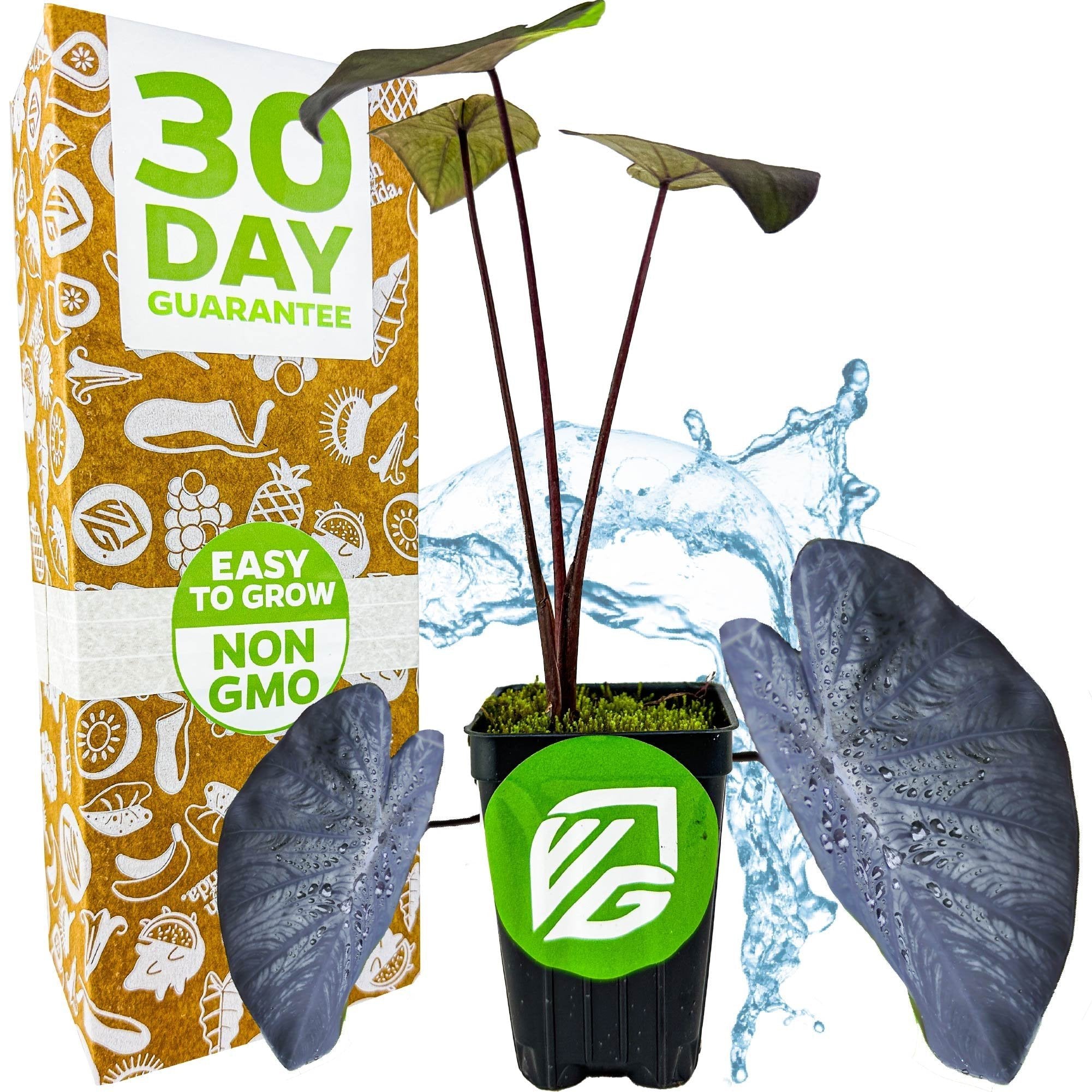 A potted Black Coral Elephant Ear PPAF (Colocasia esculenta) by Wellspring Gardens, with glossy dark leaves, is displayed before packaging labeled "30 Day Guarantee," "Easy to Grow," and "Non GMO," with a water splash in the background.