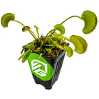 The Wellspring Gardens Dente Venus Fly Trap (Dionaea muscipula) features green, hinged leaves forming insect traps in a black plastic pot with a green and white logo, displayed against a white background.