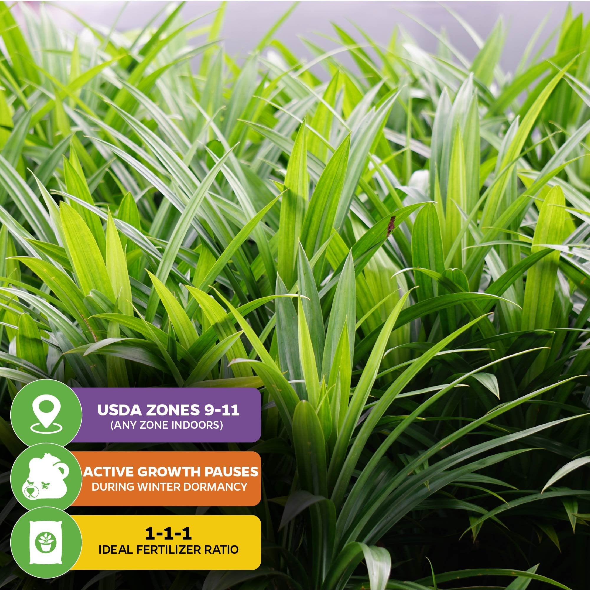 fertilizer for pandan plant Pandan