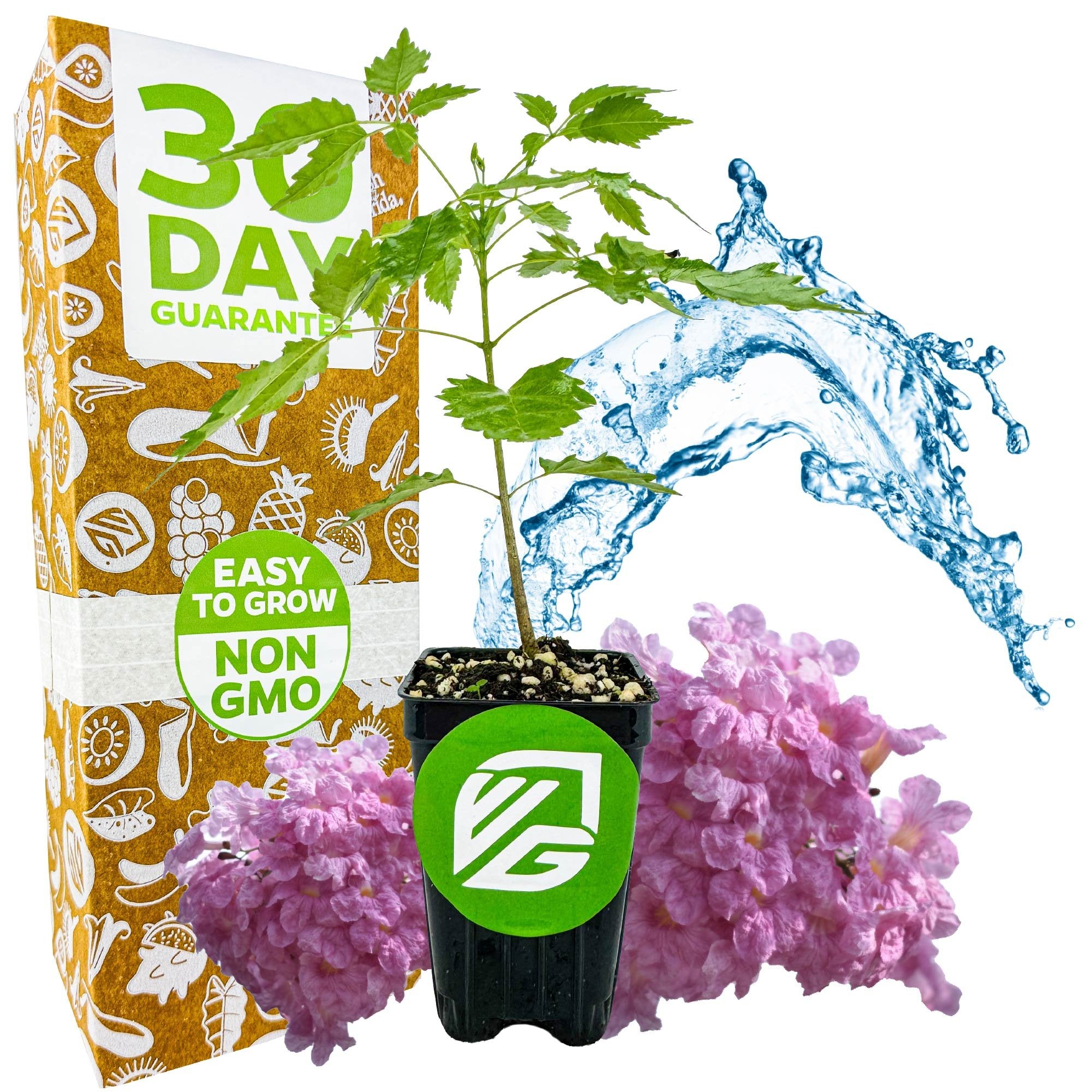 A small potted Pink Tabebuia (Rosy Trumpet Tree) by Wellspring Gardens sits before a 30 Day Guarantee, Easy to Grow, Non GMO box. Green leaves and clusters of purple flowers highlight this beautiful ornamental Tabebuia rosea.